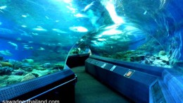 Pattaya Aquarium