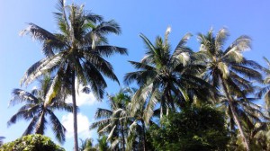 Wetter in Thailand, Palmen und blauer Himmel